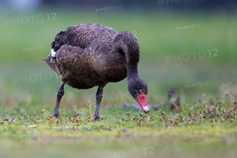 Black Swan (Cygnus atratus) grazing, Victoria, Australia