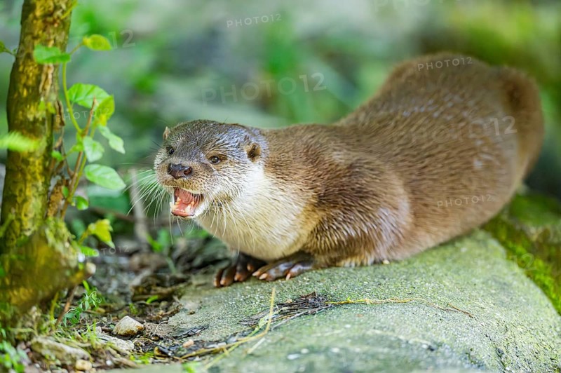 Eurasian otter (Lutra lutra) lying on a rock, Bavaria, Germany