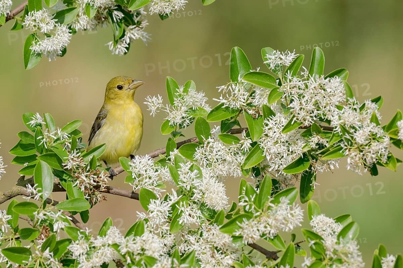 Scarlet Tanager (Piranga olivacea) female perched on a branch, Texas, USA
