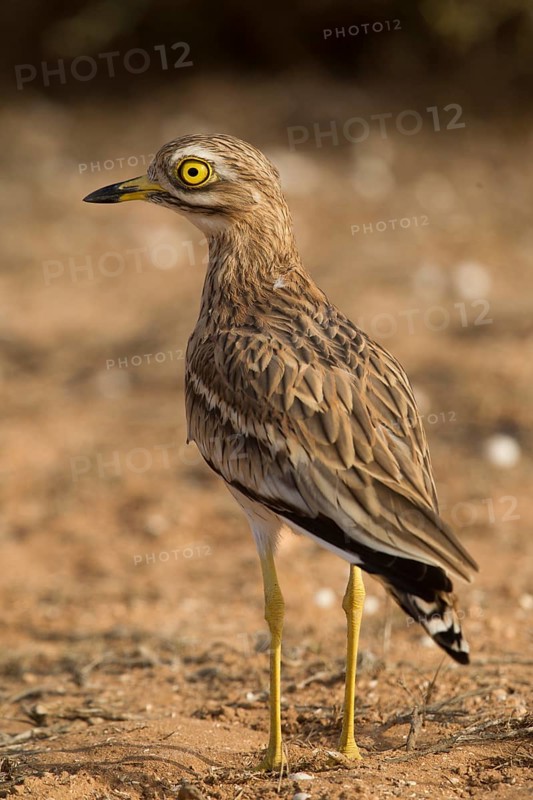 Eurasian Stone-curlew (Burhinus oedicnemus), Morocco