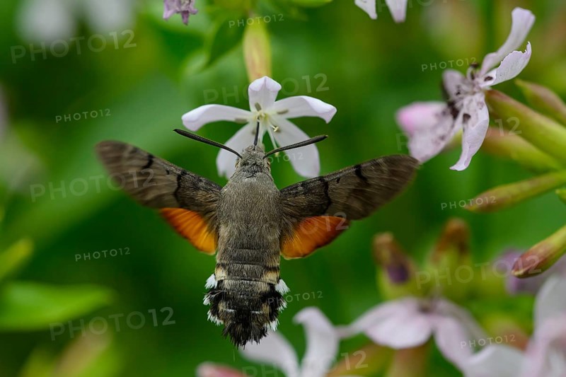A dove tail (Macroglossum stellatarum) flies near pink flowers of soapwort (Saponaria officinalis) in a lively and spring-like environment, Dümmerniederung, Diepholzer Moorniederung, Lower Saxony, Germany