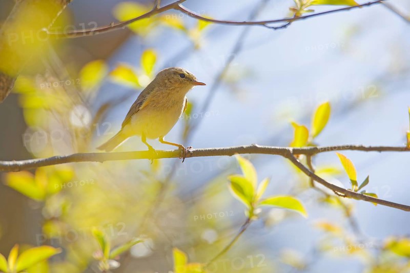 Common chiffchaff (Phylloscopus collybita) sitting on a thin branch with fresh green leaves, illuminated by warm spring sunlight and soft natural bokeh in woodland habitat, Poland