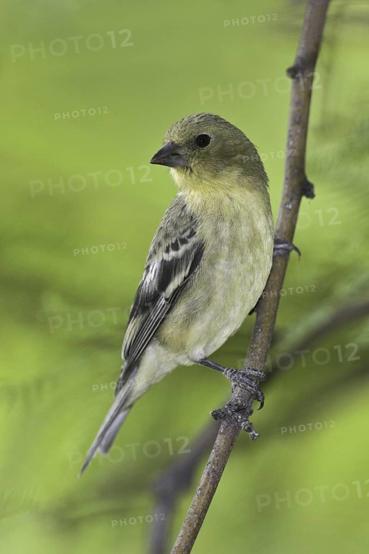 Lesser Goldfinch (Spinus psaltria) female, Arizona, USA