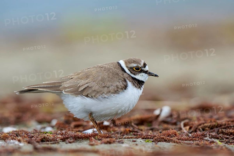 Little Ringed Plover (Charadrius dubius) female, North Rhine-Westphalia, Germany