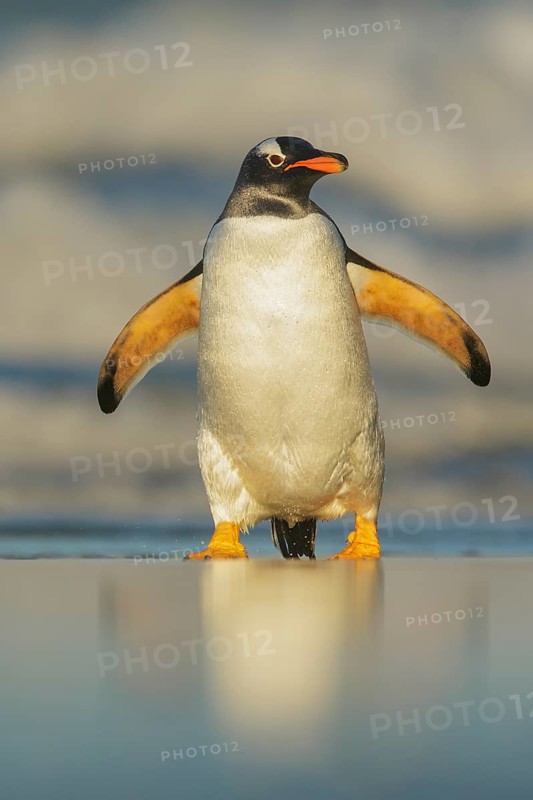 Gentoo Penguin (Pygoscelis papua) emerging from the ocean in the Falkland Islands