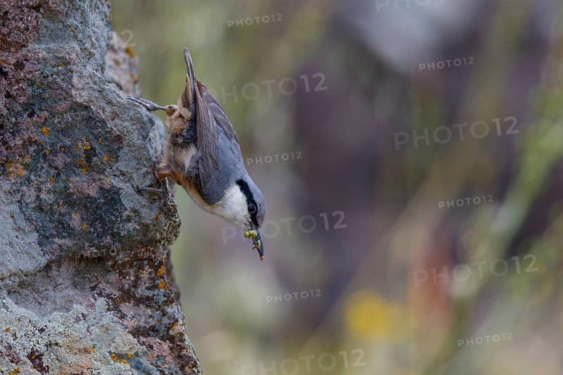 Western Rock Nuthatch (Sitta neumayer), Greece