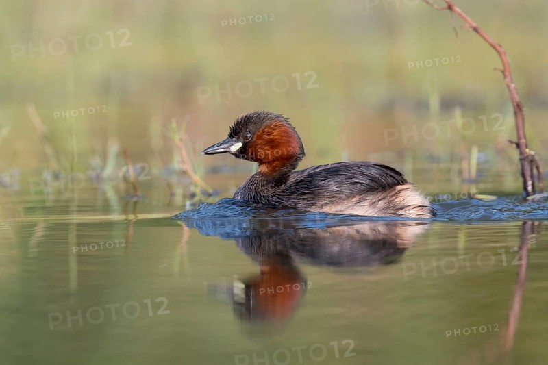 Little Grebe (Tachybaptus ruficollis), Saxony, Germany