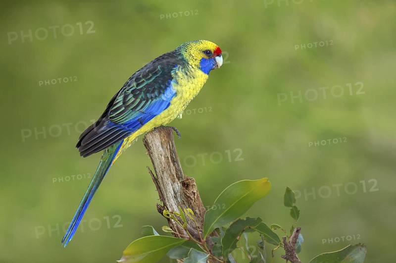Green Rosella (Platycercus caledonicus), Tasmania, Australia