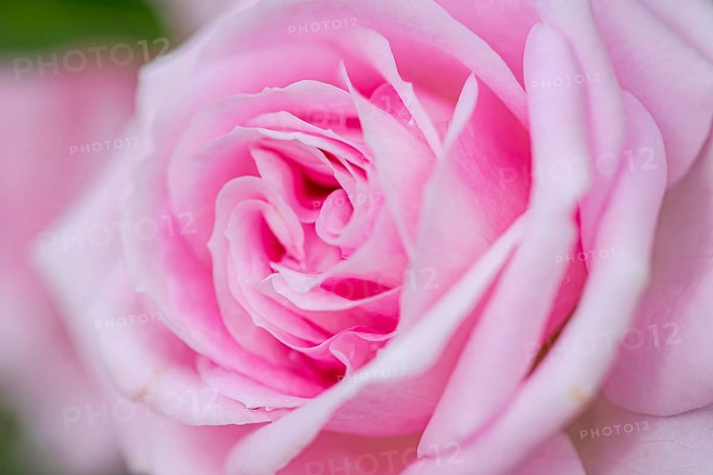 Close up image of a beautiful pink rose blossom in Kakheti, Georgia, showcasing delicate petals and subtle textures, highlighting the vibrant hue and natural elegance