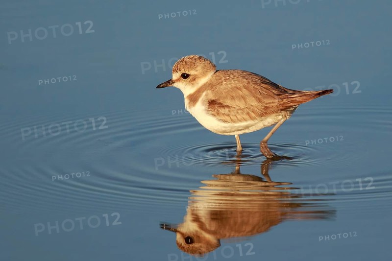 Kentish Plover (Charadrius alexandrinus) female, Mallorca, Spain