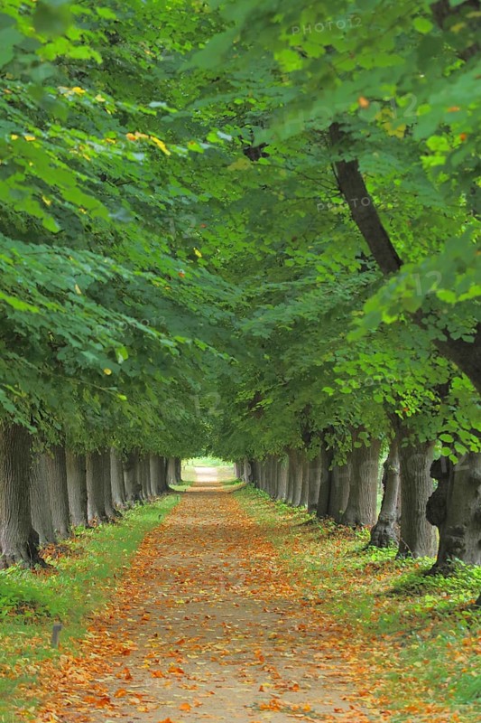 Autumn avenue with footpath and leaves, park, Elswout hunting lodge, brick building, Overveen, Bloemendaal, North Holland, Netherlands