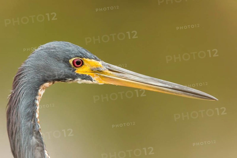 Little Blue Heron (Egretta caerulea), Florida, USA
