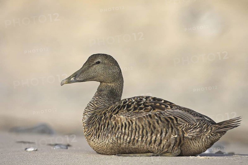 Common Eider (Somateria mollissima) female, Schleswig-Holstein, Germany