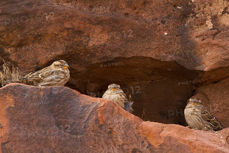 Rock Sparrow (Petronia petronia), Morocco