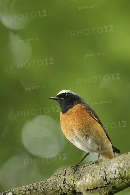 Common Redstart (Phoenicurus phoenicurus) male, Lower Saxony, Germany