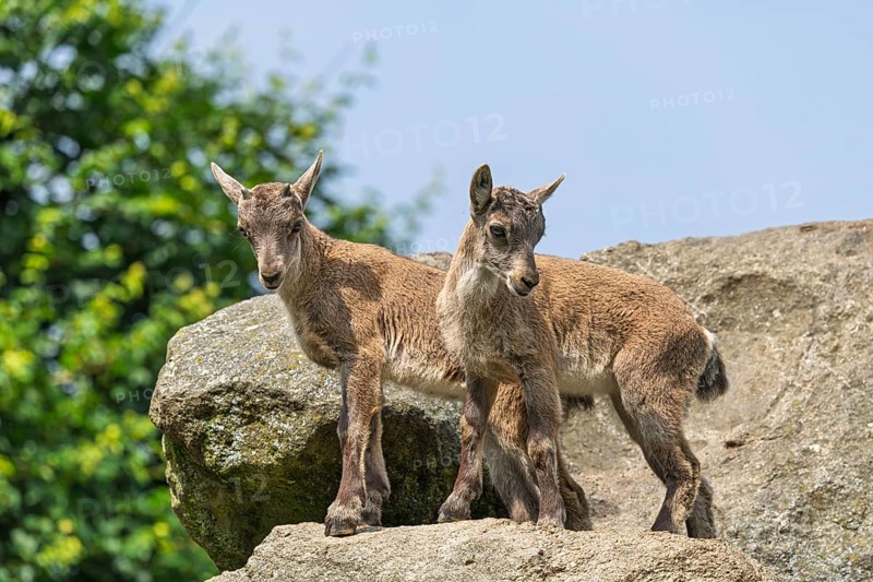 Two young ibex (Capra ibex) stand on a rock on a sunny . A blue sky can be seen in the background. Carinthia, Austria