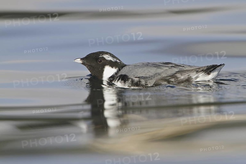 Ancient Murrelet (Synthliboramphus antiquus), British Columbia, Canada