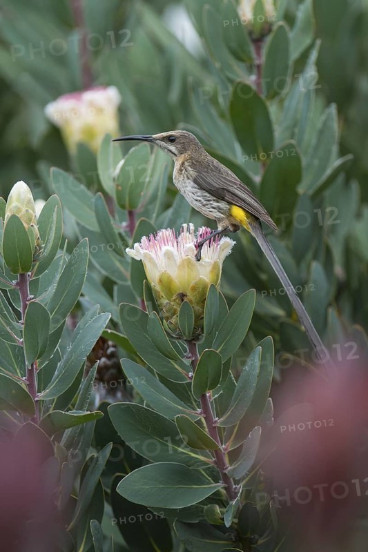 Cape Sugarbird (Promerops cafer), Western Cape, South Africa