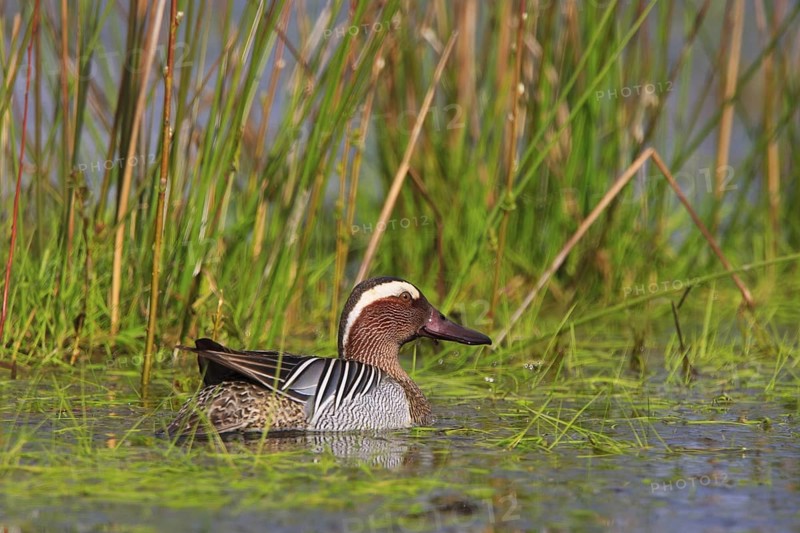 Garganey (Spatula querquedula) male, North Rhine-Westphalia, Germany