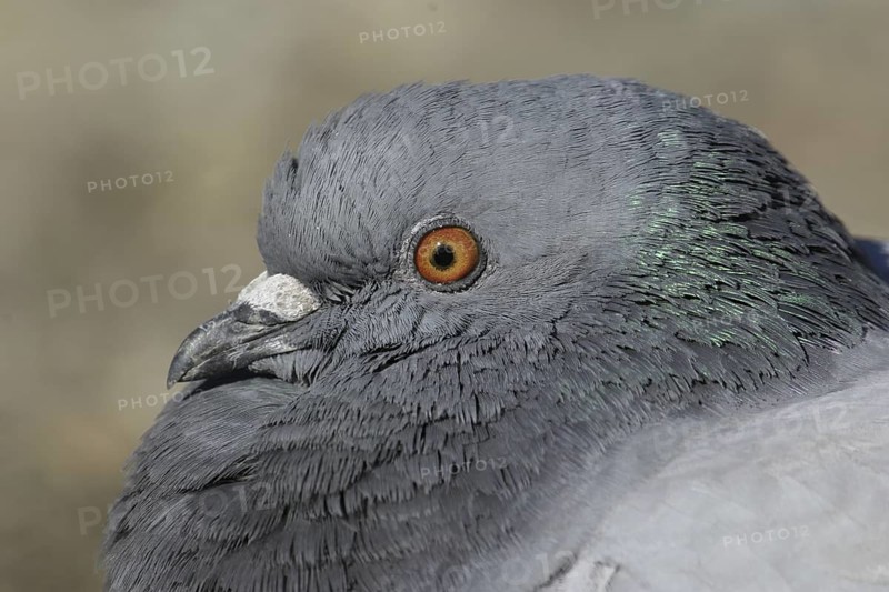 Rock Dove (Columba livia), California, USA