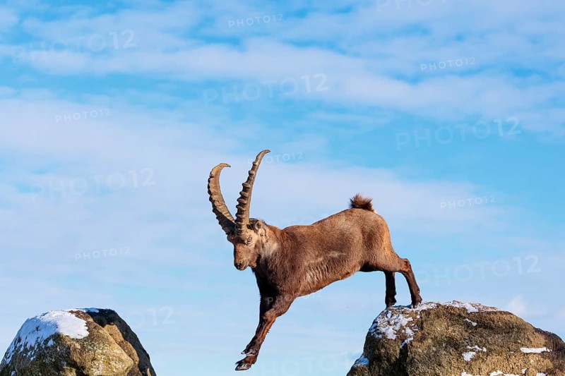 A male ibex (Capra ibex) jumps from rock to rock. Morning light against a blue sky with clouds. Carinthia, Austria