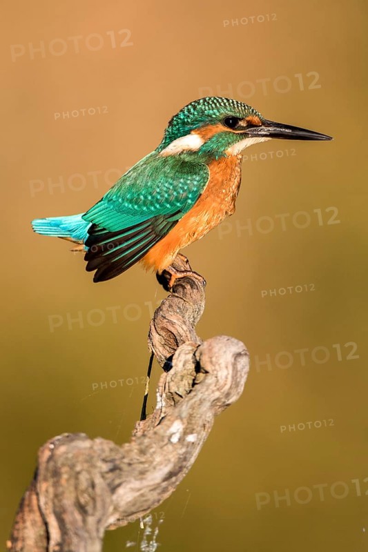 Common Kingfisher (Alcedo atthis) perched on a branch, Andalusia, Spain