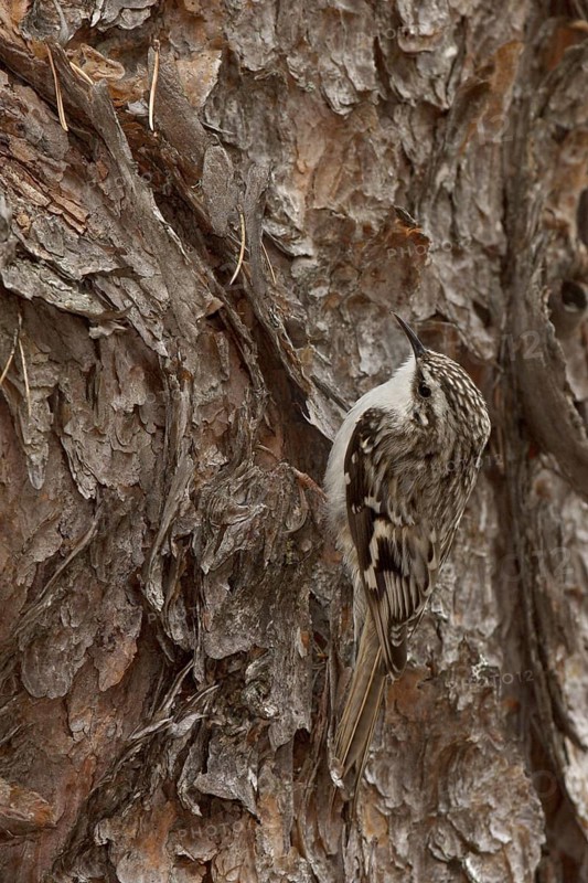 Brown Creeper (Certhia americana), Ohio, USA
