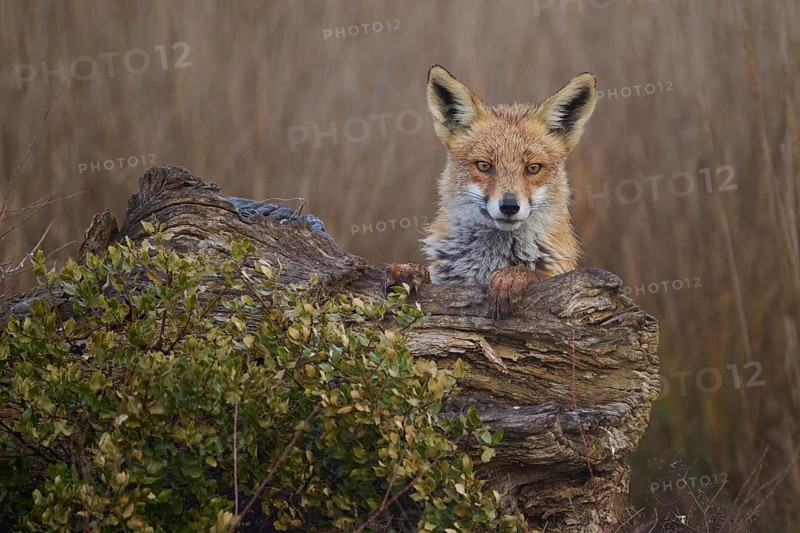 A fox with a sharp gaze stands perched atop a rotting wooden stump surrounded by green foliage, with a blurred natural background emphasizing its presence waiting to hunt