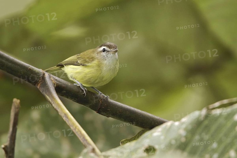 Brown-capped Vireo (Vireo leucophrys), Ecuador