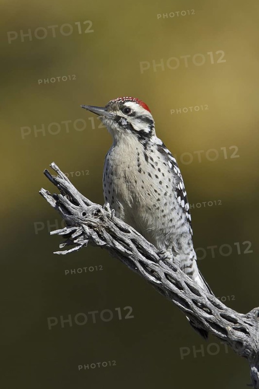 Ladder-backed Woodpecker (Dryobates scalaris), New Mexico, USA