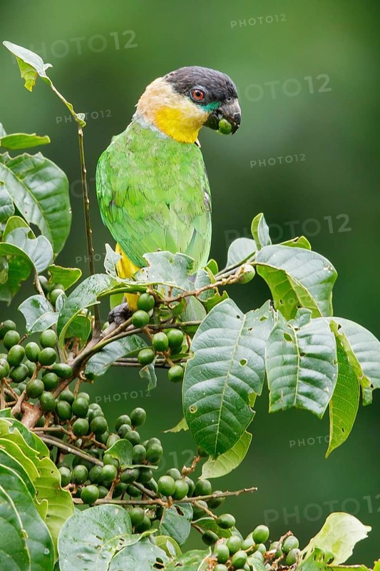 Black-headed Parrot (Pionites melanocephalus) perched on a branch in Ecuador
