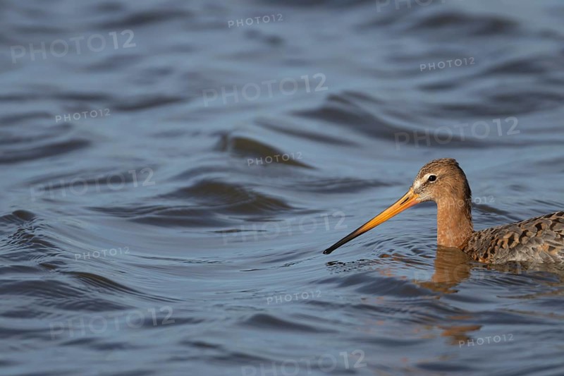 Black tailed godwit (Limosa limosa) adult male bird in summer plumage in a lagoon, RSPB Titchwell nature reserve, Norfolk, England, United Kingdom