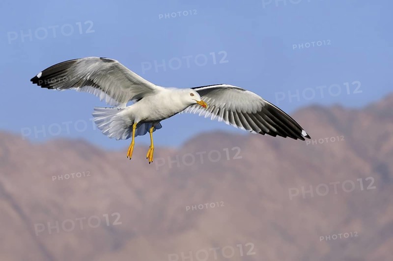Lesser Black-backed Gull (Larus fuscus) flying, Eilat, Israel