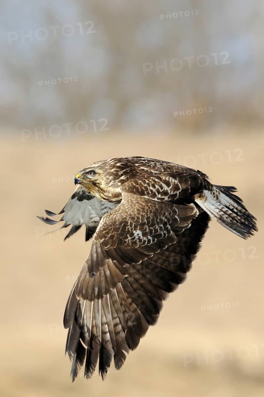 Common Buzzard (Buteo buteo) flying, Mecklenburg-Western Pomerania, Germany