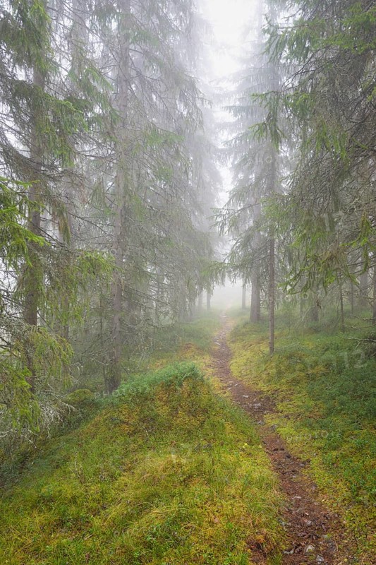 Path in foggy spruce forest, Alvdal, Hedmark, Innlandet, Norway, November 2025