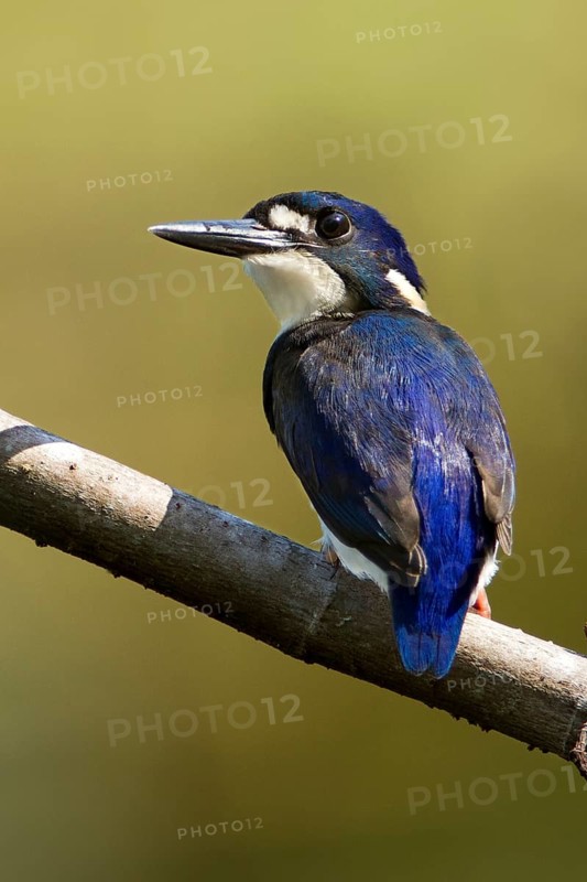Little Kingfisher (Ceyx pusillus) juvenile, Queensland, Australia