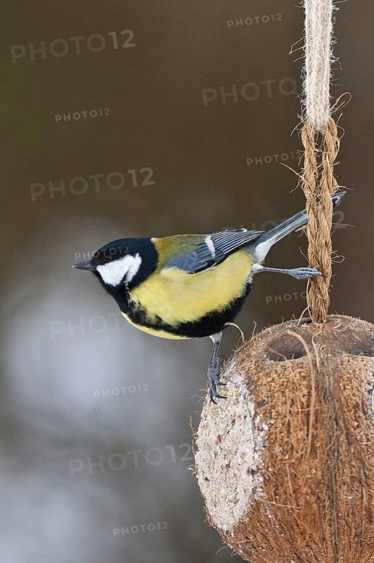 Great Tit (Parus major), Schleswig-Holstein, Germany