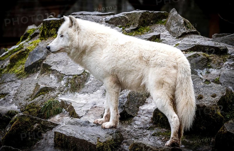 A majestic Arctic wolf, distinguished by its all-white fur, poses elegantly on moss-covered rocks, demonstrating its adaptation to cold environments