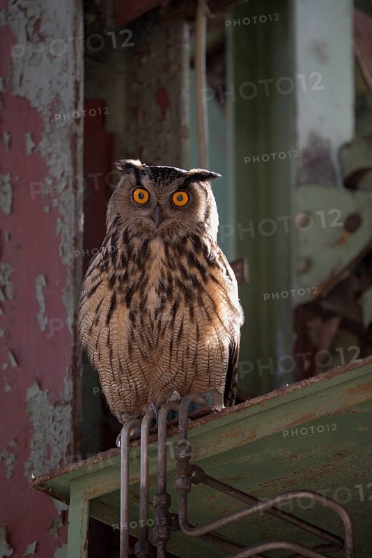Uhu (Bubo bubo), Eagle Owl, Altvogel, Juni, Zeche Ewald, Herten, Ruhrgebiet, Nordrhein-Westfalen, Deutschland