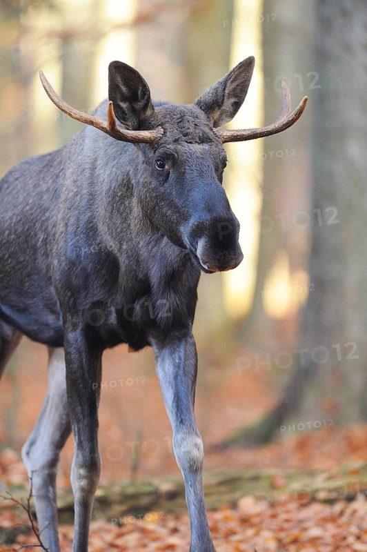 Close-up of an Eurasian elk (Alces alces) or moose in autumn in the bavarian forest