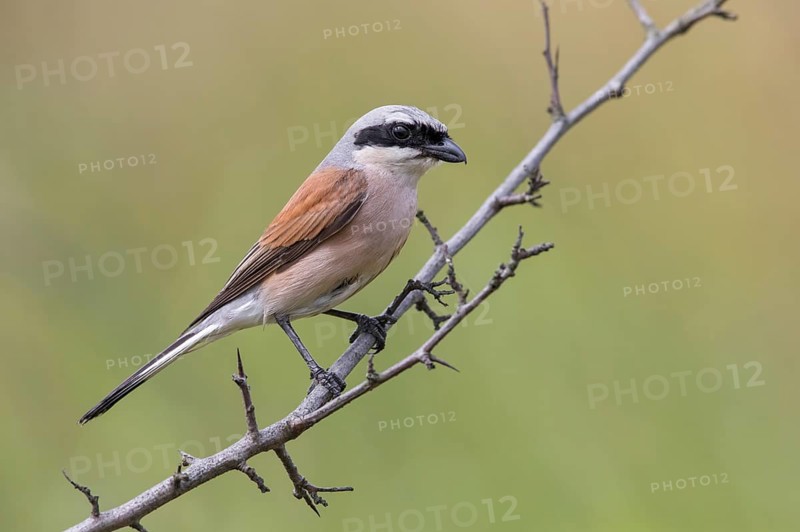 Red-backed Shrike (Lanius collurio) perched on a branch, Poland