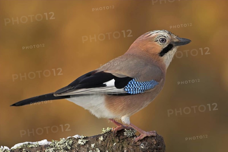 Eurasian Jay (Garrulus glandarius), Rhineland-Palatinate, Germany