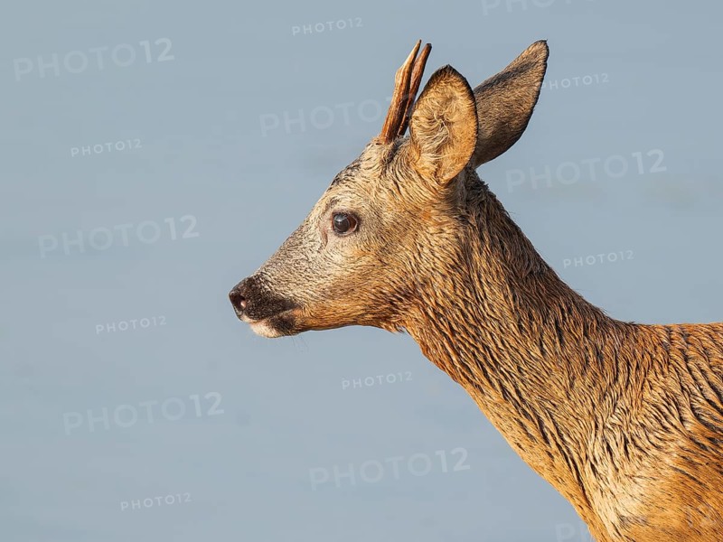 Roe deer (Capreolus capreolus), young roebuck, portrait, wildlife, Lower Saxony, Germany
