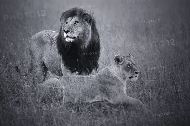 African Lion (Panthera leo) male and female in grassland, Masai Mara, Kenya