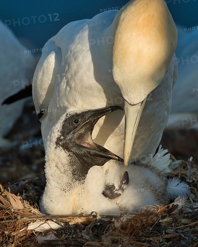 Northern Gannet (Morus bassanus) with chick, Schleswig-Holstein, Germany
