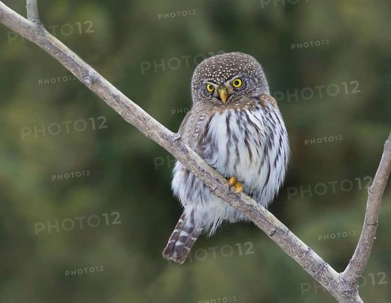 A Northern Pygmy Owl, Glaucidium gnoma, perched in the Borela Forest, near Meadow Lake, Saskatchewan
