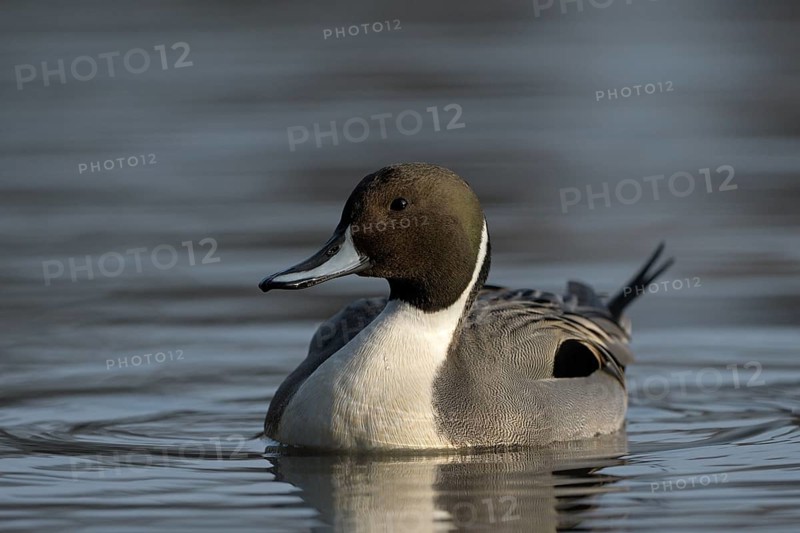 Spiessente (Anas acuta), Pintail, Maennchen, Erpel, Februar, Oberhausen, Ruhrgebiet, Nordrhein-Westfalen, Deutschland