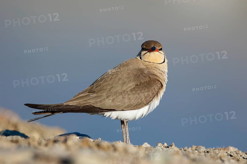 Collared Pratincole (Glareola pratincola) perched on the ground, Lesvos, Greece
