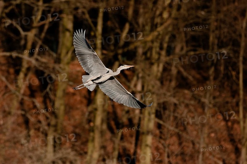 Grey heron (Ardea cinerea) in flight over woodland with brown autumn background, Poland