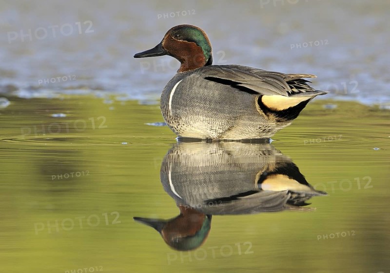 Green-winged Teal (Anas carolinensis) male, British Columbia, Canada